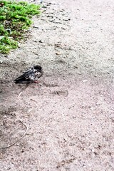A pigeon is sitting on the ground, in the street