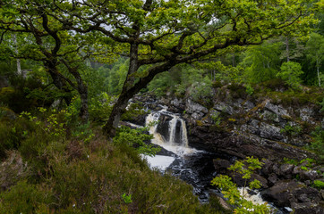 Rogie Falls, Scotland