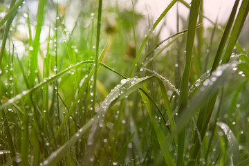 erba bagnata gocce campo filo erba 