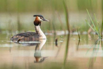 Great crested grebe ( Podiceps cristatus )