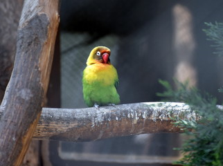 Bunter Vogel in einer Voliere