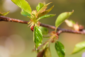 Young green leaves on a branch. Out of focus.
