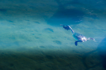 Fototapeta premium underwater scene with great crested grebe (Podiceps cristatus) in Lake Geneva, Vidy, Switzerland.