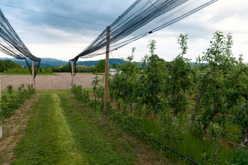 protective net in the apple orchard, bad weather