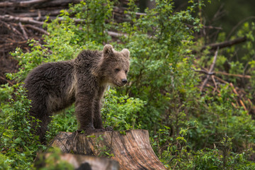 Fototapeta premium The young Broown Bear, Ursus arctos