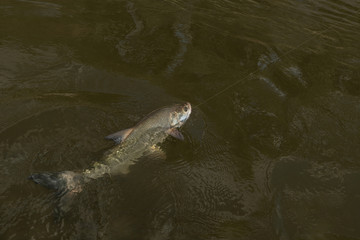 Naklejka premium Fishing. Caught asp aspius fish in river water