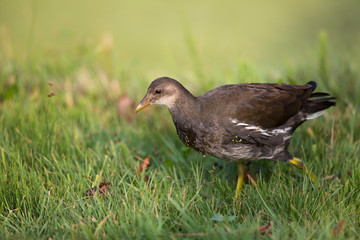 Young common moorhen, swamp chicken (Gallinula chloropus)