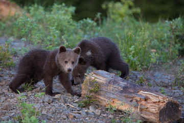 Young brown bear cub in the forest. Portrait of brown bear, animal in the nature habitat. Wildlife scene from Europe. © Ivan