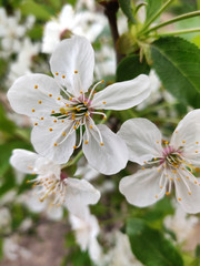 Blooms Pear