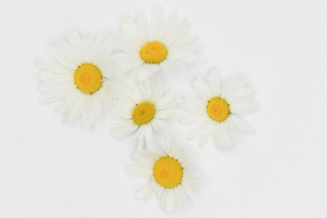 margherite petali fiori 