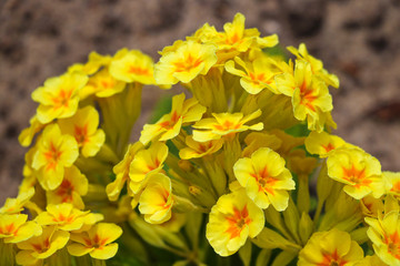 Primroses wildflowers blooming in spring time. Selective focus.