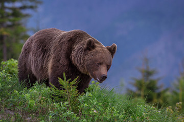 Fototapeta premium Wild Brown Bear (Ursus arctos) . Natural habitat