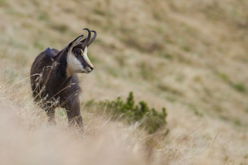 Chamois (rupicapra rupicapra)