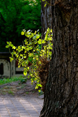 Trunk of hornbeam with fresh green foliage on young branches.