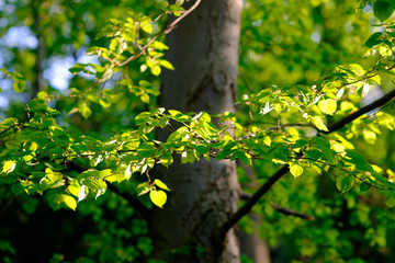 Tree with fresh green leaves in the spring forest.