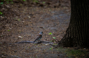 forest motley birds hunting in the forest under normal conditions