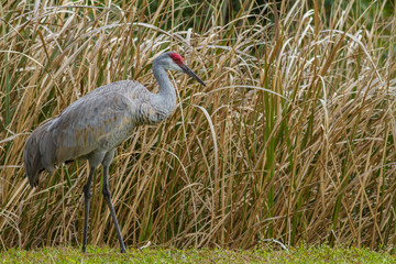 Sandhill crane bird Grus canadensis forages for food in the marsh at the Myakka River State Park in Sarasota, Florida © Ivan