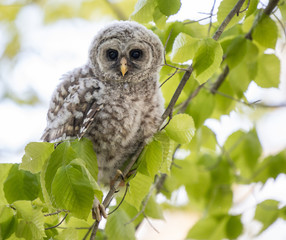 Baby Barred Owl Chick