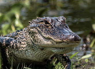 Alligator at the edge of the pond
