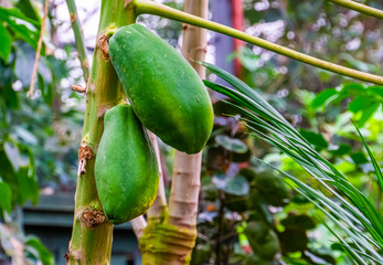 closeup of papayas growing on the plant, tropical fruiting plant specie from America