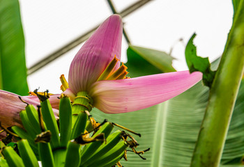 The flower of a banana plant in closeup, tropical plant specie from Australia