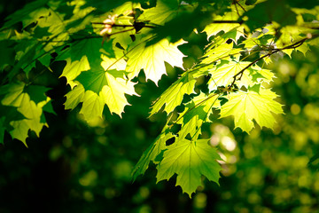 Fresh green foliage in spring in the forest closeup.