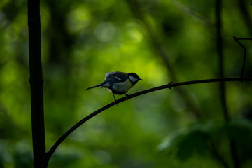 forest motley birds hunting in the forest under normal conditions