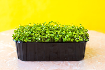 arugula seedlings on a yellow background. microgreen. for the salad. gardening. garden. a life. household chores. stay home.