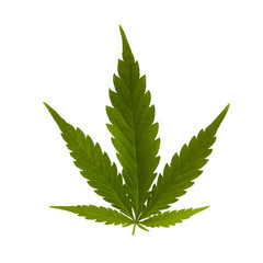Green cannabis hemp on white background for medical design. Medical marijuana cbd