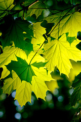 Fresh green maple foliage in spring in the forest.