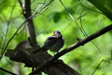 forest motley birds hunting in the forest under normal conditions