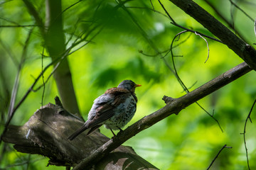 forest motley birds hunting in the forest under normal conditions