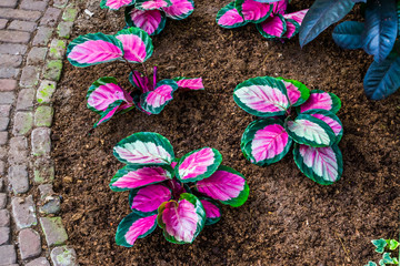 pink elephant ear plants in a tropical garden, popular exotic plant specie from America