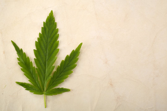 Green Cannabis Hemp On Old Paper Background For Medical Design. Medical Marijuana Cbd