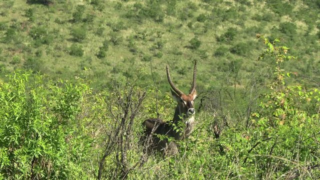 A solitary mature waterbuck (Kobus ellipsiprymnus) bull standing behind dense bush at the foot of an outcrop, during the wet season in the South African bushveld.