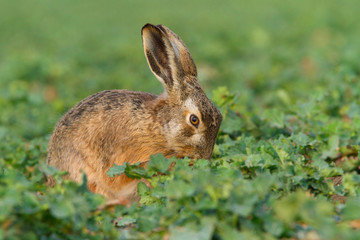 European brown hare (Lepus europaeus)