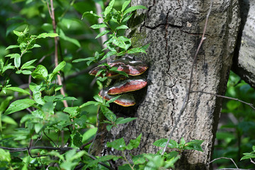 mushroom growths on the bark of a tree