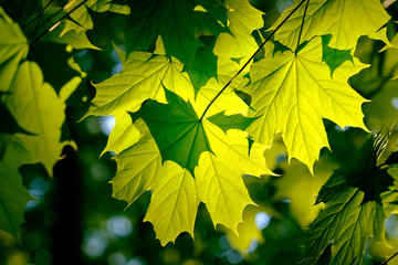 Fresh green foliage in spring in the forest closeup.