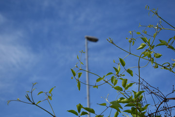 Triebe der Waldrebe, Clematis vitalba, vor Lichtmast und blauem Himmel mit leichten Wolken