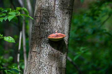 mushroom growths on the bark of a tree
