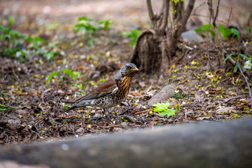 forest motley birds hunting in the forest under normal conditions