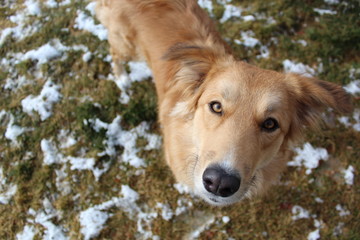 Red Border Collie in Snow 
