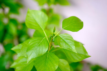 Fresh green foliage in spring in the forest closeup.