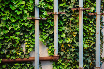 Rusted pipes with ivy on wall