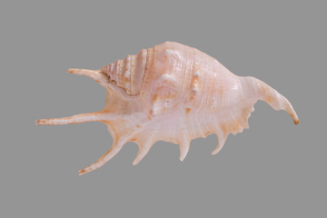 seashell on gray background