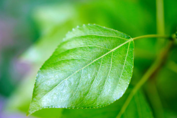 Fototapeta na wymiar Closeup of a fresh green leaf in spring.