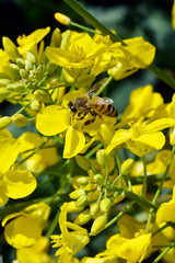 Ape sul fiore giallo