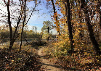 path in autumn forest, panorama, autumn landscape. Golden autumn in the forest