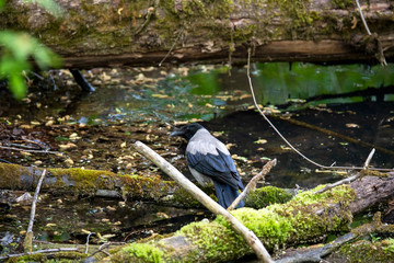 forest motley birds hunting in the forest under normal conditions