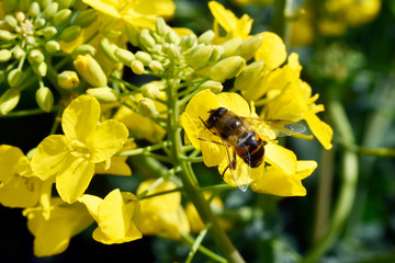 Ape sul fiore giallo